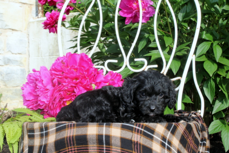 puppy, for, sale, Mini Bernedoodle, Matthew B. Stoltzfus, dog, breeder, Gap, PA, dog-breeder, puppy-for-sale, forsale, nearby, find, puppyfind, locator, puppylocator, aca